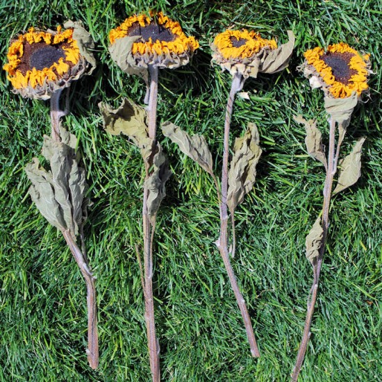 Dried Sunflowers Bunch - Large