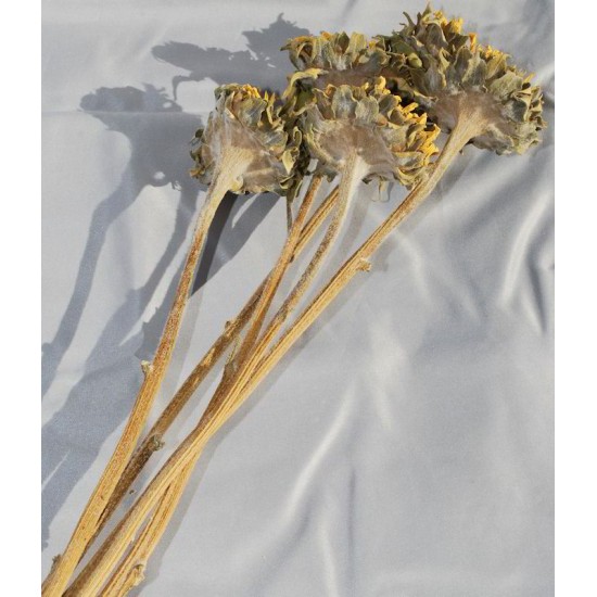 Dried Sunflower Heads - Large Dried Sunflower Heads - Large