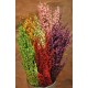 Dried Ti Tree Bunches Dried Ti Tree Bunches