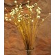 Dried Valley Buttons - Natural Color Dried Valley Buttons - Natural Color