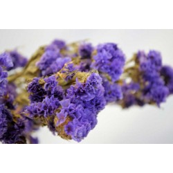 Dried Statice Sinuata Flower Bunch - Lavender