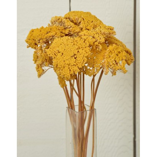 Dried Yarrow Flower Bunches Dried Yarrow Flower Bunches