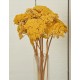Dried Yarrow Flower Bunches Dried Yarrow Flower Bunches
