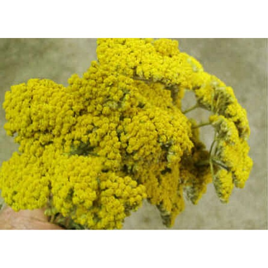 Dried Yarrow Flower Bunches