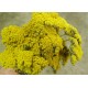 Dried Yarrow Flower Bunches Dried Yarrow Flower Bunches