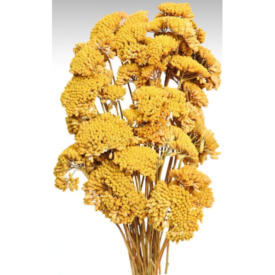 Dried Yarrow Flower Bunches