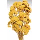 Dried Yarrow Flower Bunches Dried Yarrow Flower Bunches