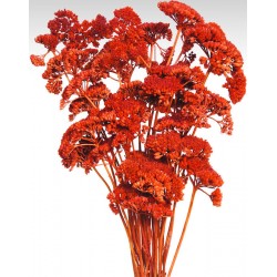 Dyed Yarrow Flower Bunches