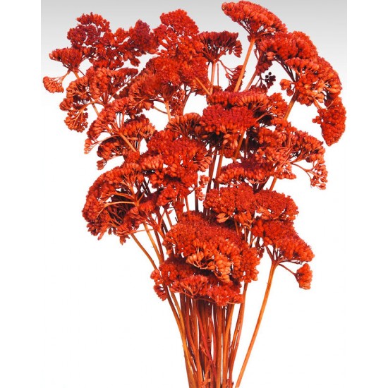 Dyed Yarrow Flower Bunches