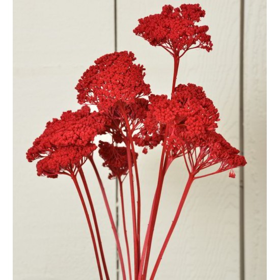 Dyed Yarrow Flower Bunches