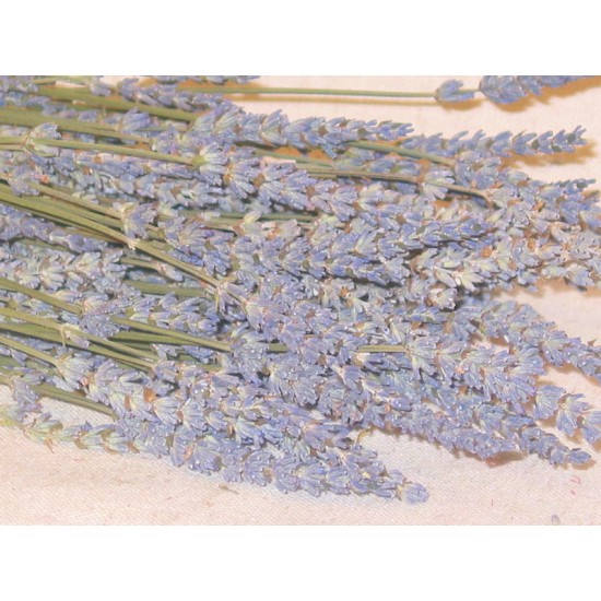 Dried French Lavender Bunch, Dried Grosso Lavendar bunches & stems