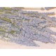 Dried Lavender Bunch - Grosso (French) Dried Lavender Bunch - Grosso (French)