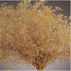 Gold Sparkle Stardust Gypsophila - Baby's Breath - Case Only