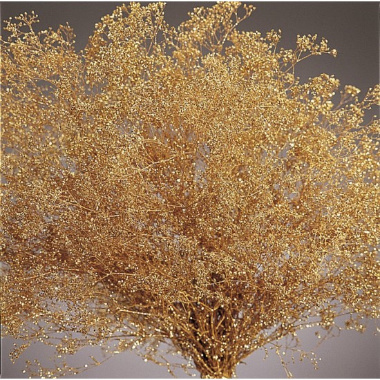 Gold Sparkle Stardust Gypsophila - Baby's Breath - Case Only