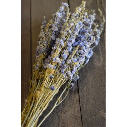 Dried Light Blue Larkspur Flowers For Sale