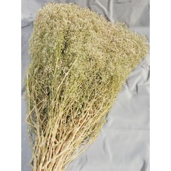 Dried Baby's Breath Natural - Dried Gypsophila