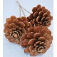 Pine Cone Roses - Stemmed or Unstemmed