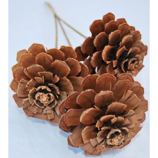 Pine Cone Roses - Stemmed or Unstemmed