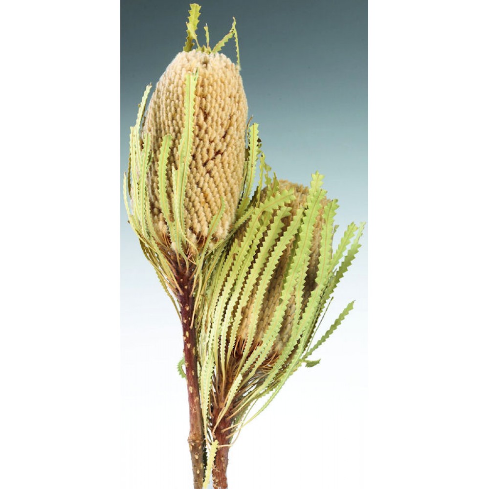 Dried Banksia Hookeriana Flowers with natural leaves Protea