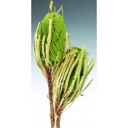 Dried Banksia Hookeriana Flowers with natural leaves