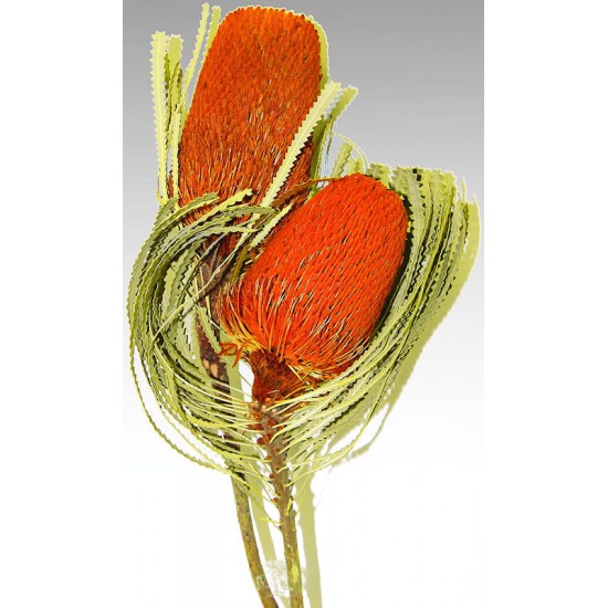 Dried Banksia Hookeriana Flowers with natural leaves
