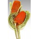 Dried Banksia Hookeriana Flowers with natural leaves