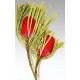 Dried Banksia Hookeriana Flowers with natural leaves