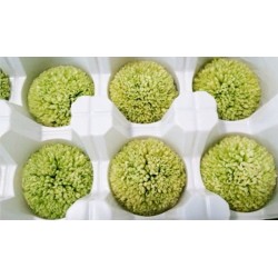 Preserved Chrysanthemum - 8 per Order - Colors: Red-Green