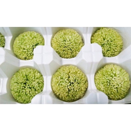 Preserved Chrysanthemum - 8 per Order - Colors: Red-Green Preserved Chrysanthemum - 8 per Order - Colors: Red-Green