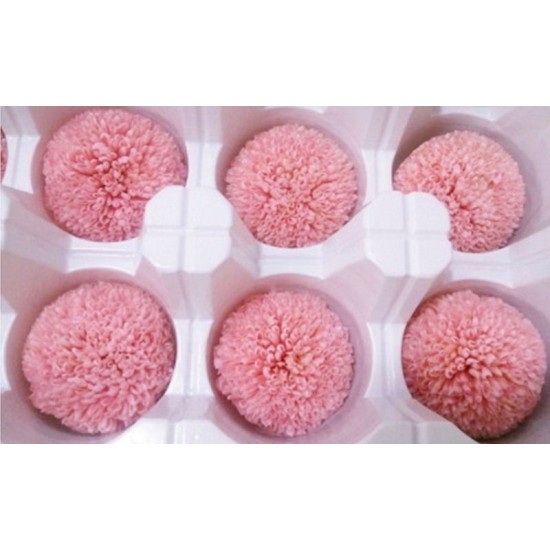 Preserved Chrysanthemum - 8 per Order - Colors: Red-Green Preserved Chrysanthemum - 8 per Order - Colors: Red-Green