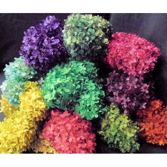 Preserved Hydrangea Flowers - 5 Assorted Bunches