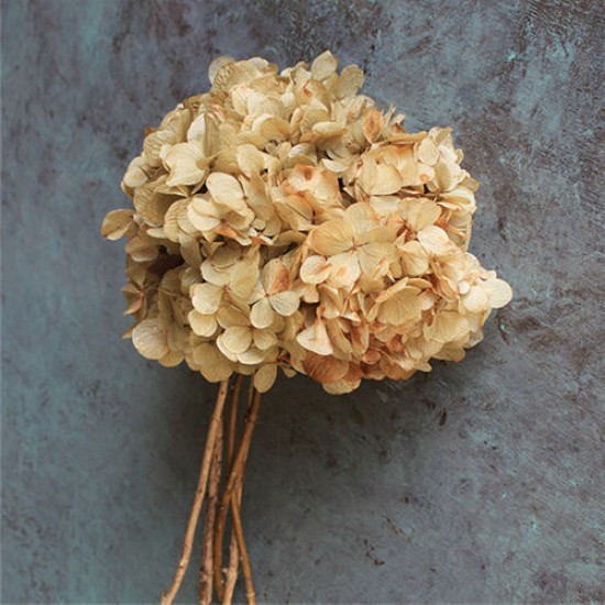 Preserved Hydrangea Natural 8 inch bunch