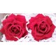 Preserved Roses - Extra Large - 2 per Order - Colors