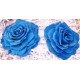 Preserved Roses - Extra Large - 2 per Order - Colors