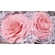 Preserved Roses - Extra Large - 2 per Order - Colors