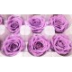 Preserved Roses - 8 per Order - Colors: Purple, Yellow, Orange