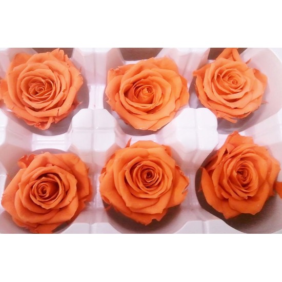 Preserved Roses - 8 per Order - Colors: Purple, Yellow, Orange