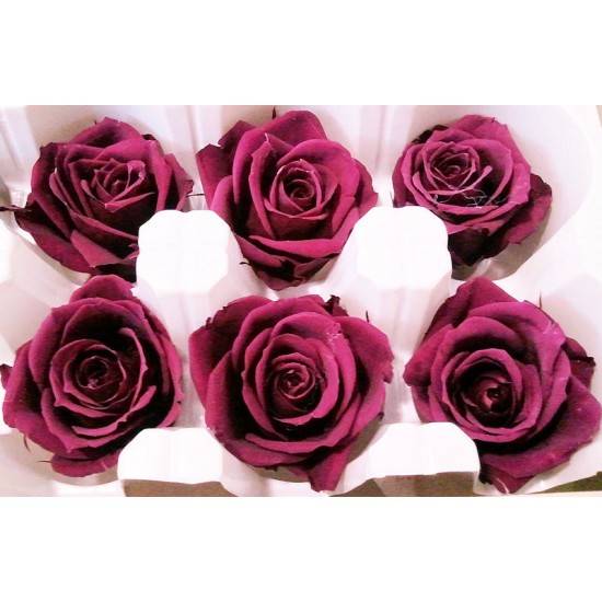 Preserved Roses - 8 per Order - Colors: Purple, Yellow, Orange