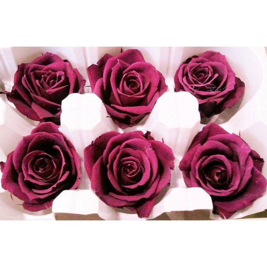 Preserved Roses - 8 per Order - Colors: Purple, Yellow, Orange Preserved Roses - 8 per Order - Colors: Purple, Yellow, Orange