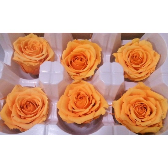 Preserved Roses - 8 per Order - Colors: Purple, Yellow, Orange Preserved Roses - 8 per Order - Colors: Purple, Yellow, Orange