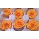 Preserved Roses - 8 per Order - Colors: Purple, Yellow, Orange Preserved Roses - 8 per Order - Colors: Purple, Yellow, Orange