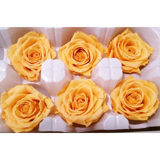 Preserved Roses - 8 per Order - Colors: Purple, Yellow, Orange