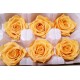 Preserved Roses - 8 per Order - Colors: Purple, Yellow, Orange Preserved Roses - 8 per Order - Colors: Purple, Yellow, Orange