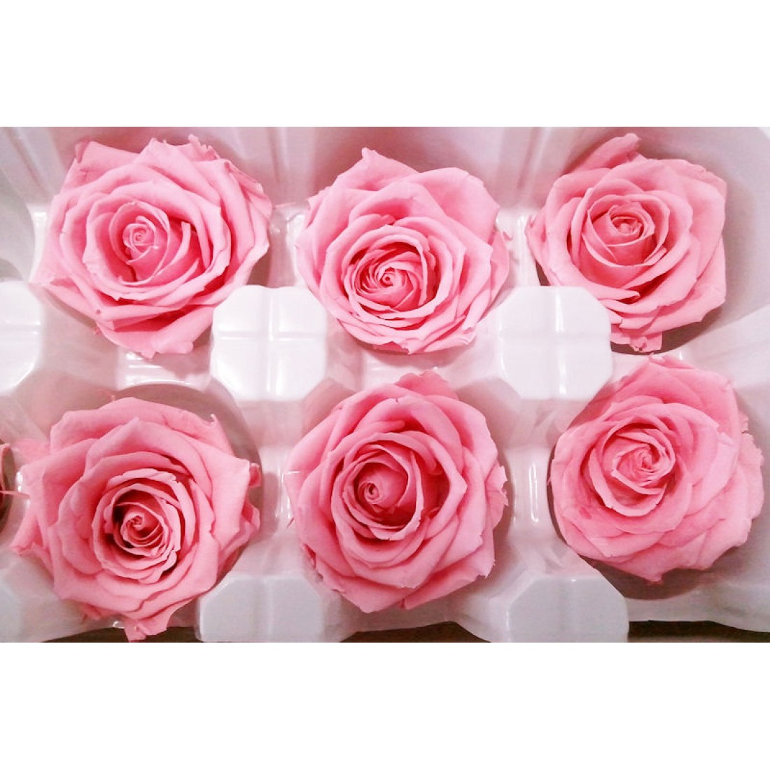 Preserved Roses - 8 Preserved Roses per Order - Colors: Red - White ...