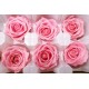 Preserved Roses - 8 per Order - Colors: Red - White