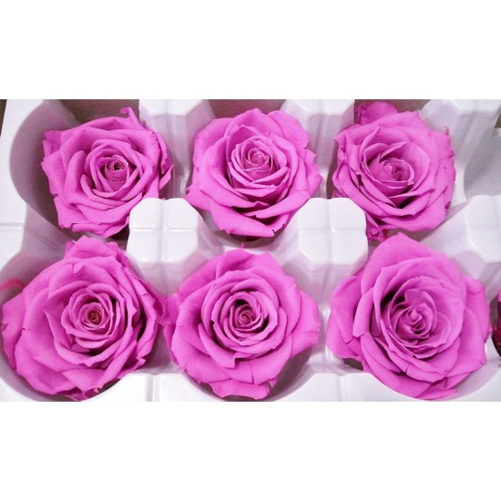 Preserved Roses - 8 per Order - Colors: Red - White Preserved Roses - 8 per Order - Colors: Red - White