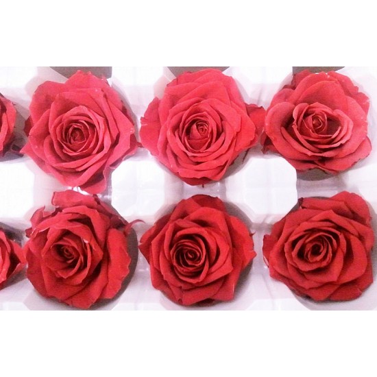 Preserved Roses - 8 per Order - Colors: Red - White