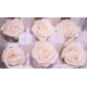 Preserved Roses - 8 per Order - Colors: Red - White Preserved Roses - 8 per Order - Colors: Red - White