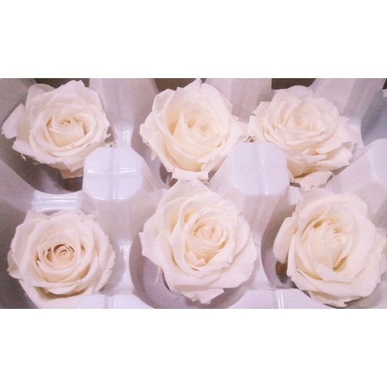 Preserved Roses - 8 per Order - Colors: Red - White