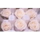 Preserved Roses - 8 per Order - Colors: Red - White